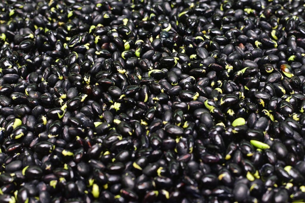 High-Protein Vegetarian Food Black Beans